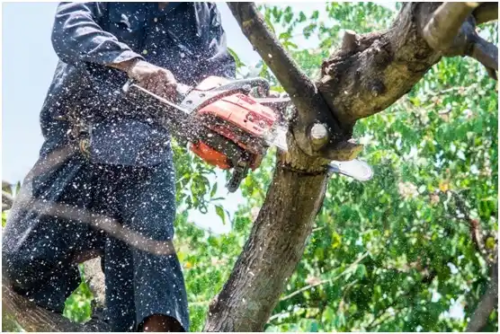 tree services Lake Tansi